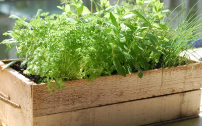 Discovering the magical world of fresh herbs