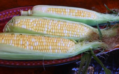 Savoring the summery sweet corn season