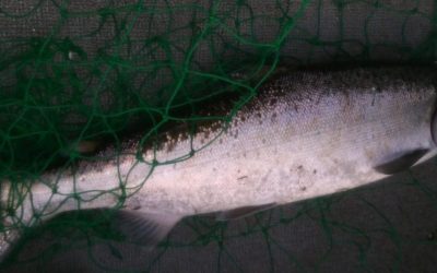 Canning Salmon at Home