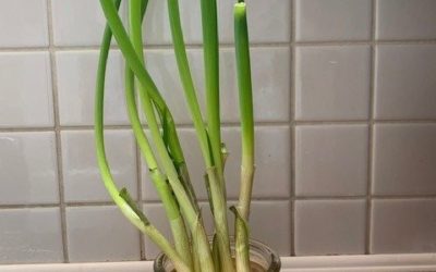 Vegetable scraps are easy to regrow – no garden or dirt needed!