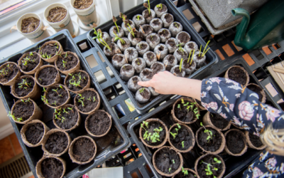 The Season for Seed Starting