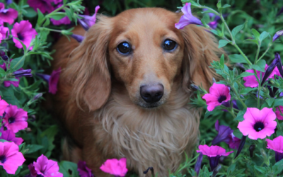 Five Common Plants to Avoid if You Have Pets