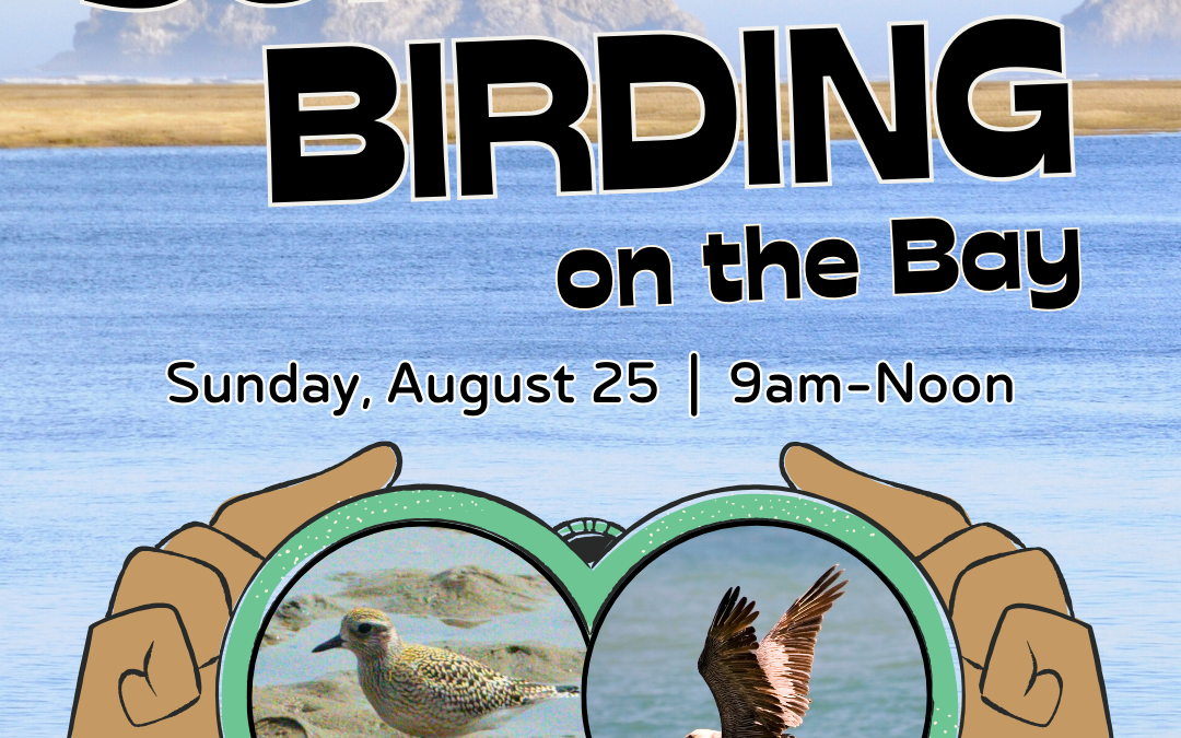 Summer Birding on the Bay